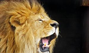 Почему львы рычат Загадочная судьба некоторых львов